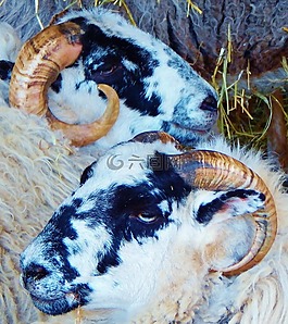 山羊,野生動(dòng)物,動(dòng)物
