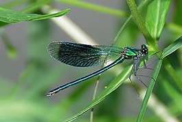 蜻蜓,蓑羽,昆虫