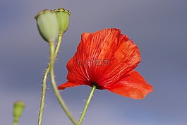 罌粟,開(kāi)花,紅色