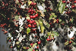 自然,農(nóng)業(yè),蘋果