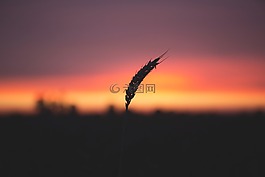 自然,農(nóng)業(yè),大麥