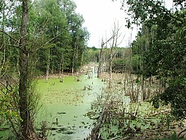 性質(zhì),森林,沼澤