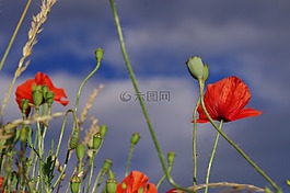 罌粟,開花,紅色