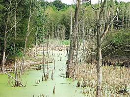性質(zhì),森林,沼澤