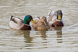 鴨,鳧,三