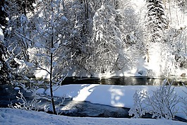 冬天,树木,雪