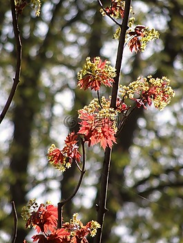 春天,lipník,枫