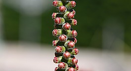 花蕾,自然,芽