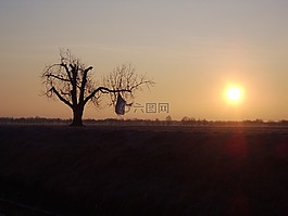 樹(shù),污染,修剪