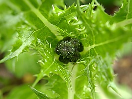 薊,廠,性質(zhì)