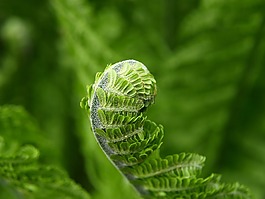 蕨類,綠色,廠