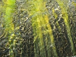 水,海草,過獨身生活