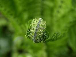 蕨類,綠色,廠