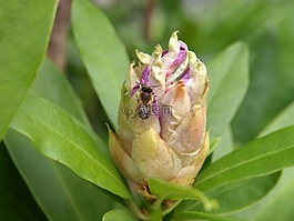 杜鹃,芽,蜜蜂