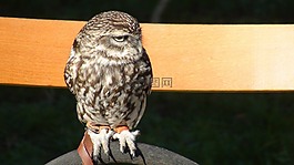 貓頭鷹,鳥(niǎo),性質(zhì)