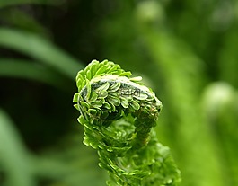 蕨類,綠色,廠