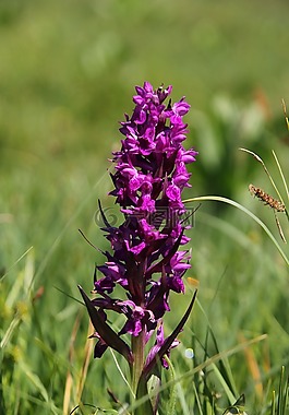 花,蘭花,knabenkraut