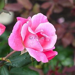 玫瑰,粉紅色,鮮花