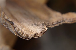 木,树皮,壁纸