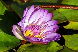 睡蓮,花,開花