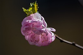 杏仁花,宏,春天