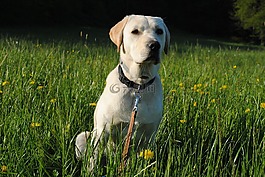 拉布拉多犬,狗,動(dòng)物