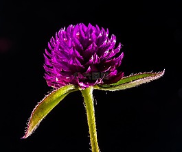 克莱,小野生花卉,野生植物