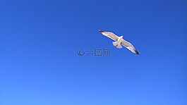 鷗,天空,鳥