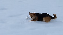 狗,雪,樂趣