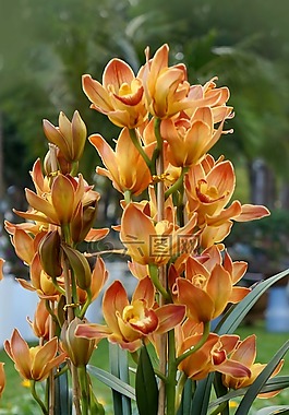 蘭花,天性,春天
