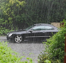 雨,汽車,植物