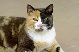 貓,綠色的眼睛,沙黑與白