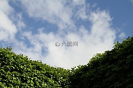對沖,天空,園藝