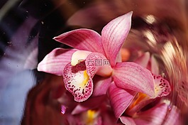 蘭花,花,開花