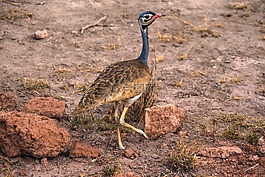 非洲,野生動(dòng)物園,鳥(niǎo)