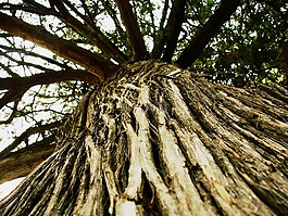 自然,森林,戶外