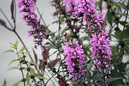 花,粉紅色,性質(zhì)