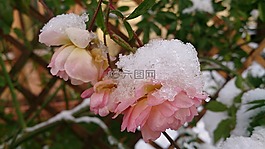 冬天,玫瑰,雪