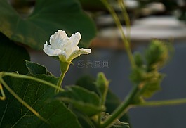花的食譜,陽(yáng)光明媚的下午,白