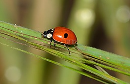 昆蟲,甲蟲,adalia