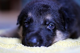 德國(guó)牧羊犬,小狗,看看