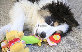狗,頭發(fā),動物