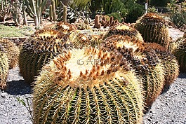 仙人掌,植物,花园