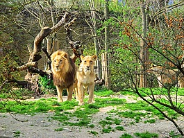 獅子,母獅,動物園