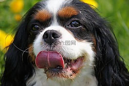 kawalier,狗,騎士國王查爾斯賓格犬