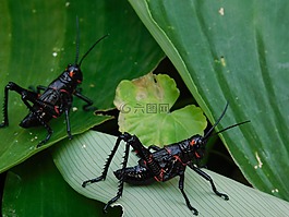 動物,昆蟲,宏