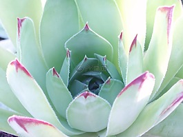 花,仙人掌,春