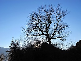 對(duì)比,背光,景觀