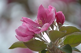 花卉,粉紅色,蘋果