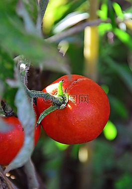 西紅柿,紅色,花園
